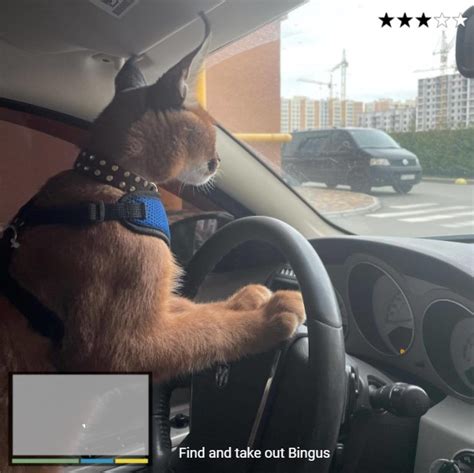 Me driving to the Floppa Friday Party be like : : r/bigfloppa