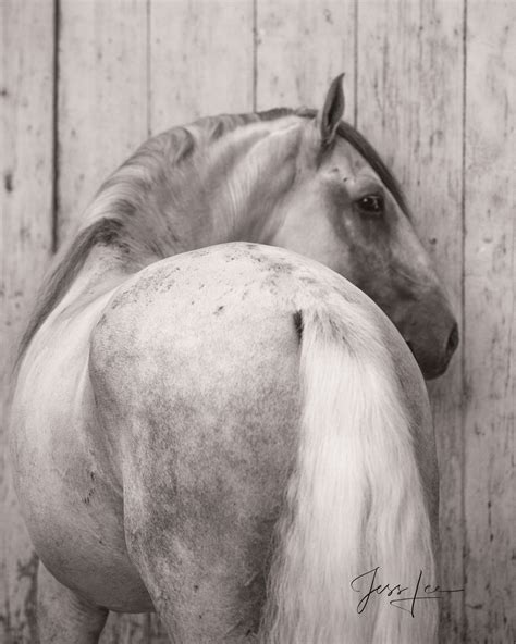 Horses of Camargue, Provence France 7 or does it look too big? | Camargue, Provence France ...