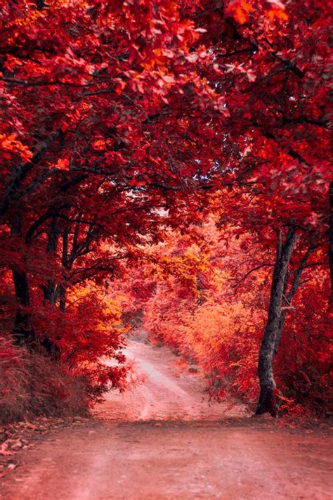 Not found. | Autumn forest, Autumn landscape, Autumn scenery