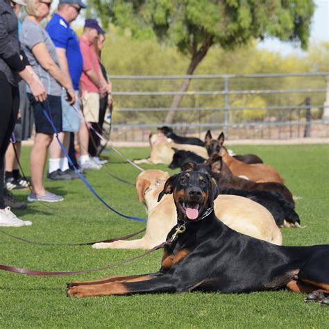 Dog training classes- Group Classes- Beginner/Expert- Hunter Canine