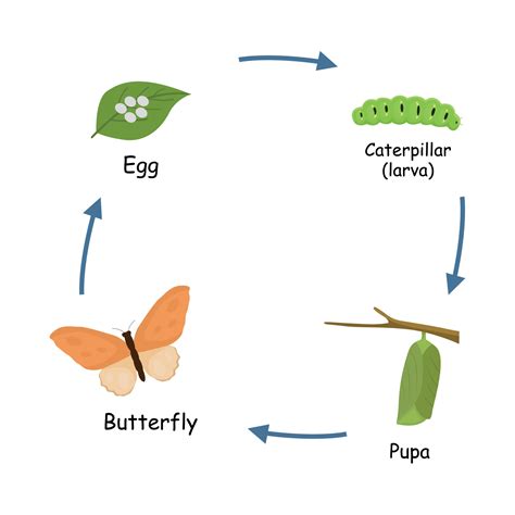 Metamorphosis or life cycle of butterfly from eggs, caterpillar, pupa ...