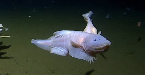 Snailfish: the ‘impossible’ fish that broke two deep sea records shows the importance of ocean ...