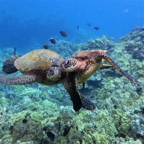 Molokini Crater Snorkeling | Kayak & Canoe to Molokini