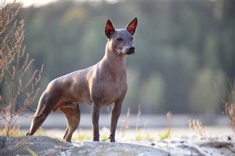 Are Xoloitzcuintli Aggressive