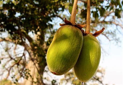 The Baobab Tree:Africa's Iconic "Tree of Life"