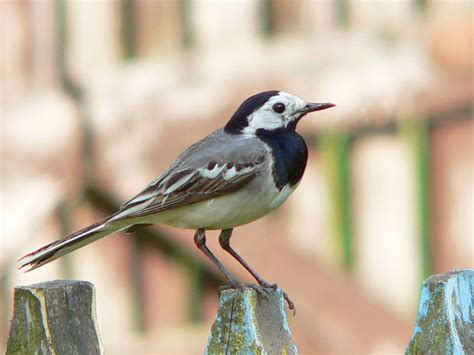 Wagtail | Migratory, Insectivorous, Long-tailed | Britannica