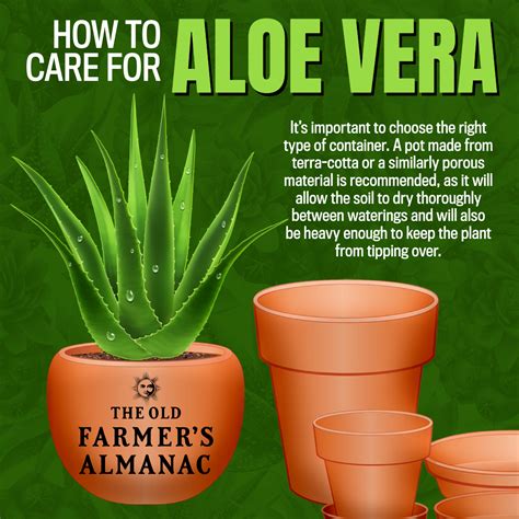 Aloe Vera Plant Care: How to Take Care of Aloe Vera | The Old Farmer's Almanac