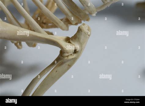 HEDGEHOG SKELETON Stock Photo - Alamy