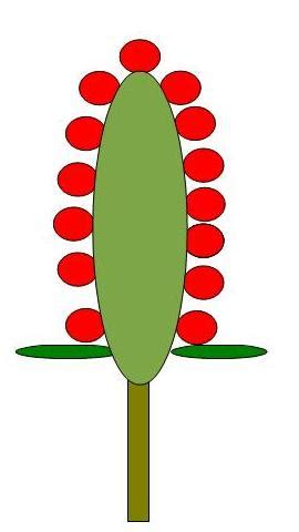 Quia - Chapter 3: Leaf Arrangements & Inflorescence Types