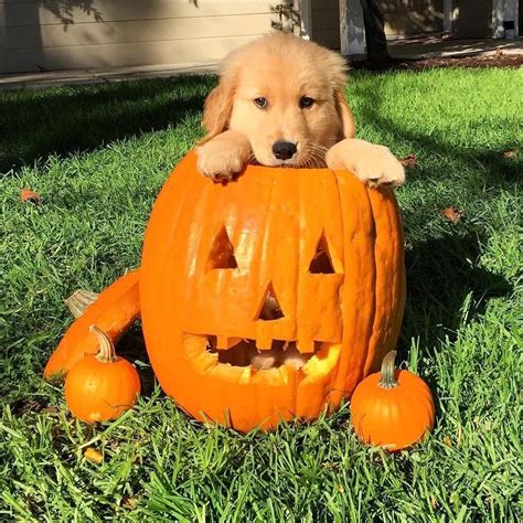 Chien Halloween, Halloween Puppy, Happy Halloween, Halloween Pics, Golden Puppy, Golden ...