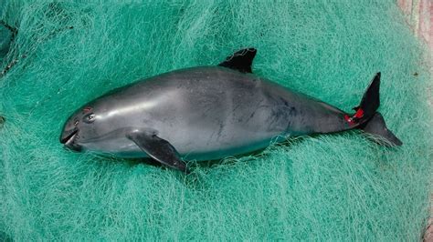 Petition · Save the Vaquitas before it’s too late - Canada · Change.org