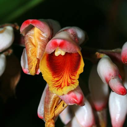 Alpinia zerumbet - Shell Ginger, Shellplant, Shellflower, Pink Porcelain Lily, Light Galangal ...