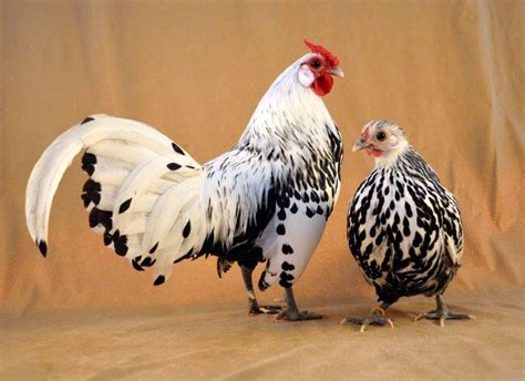 Hamburg Chicken - The Livestock Conservancy