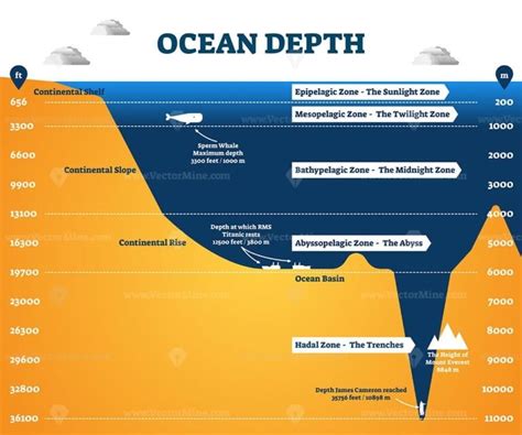 Ocean depth zones infographic, vector illustration labeled diagram ...