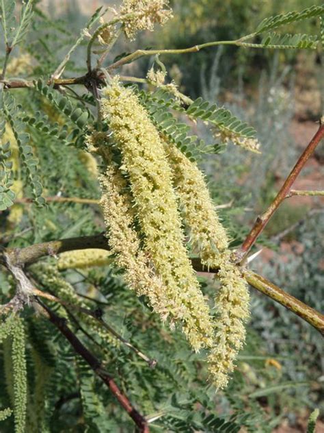 Backyard Gardener - Enjoy Velvet Mesquite Trees - January 9, 2019