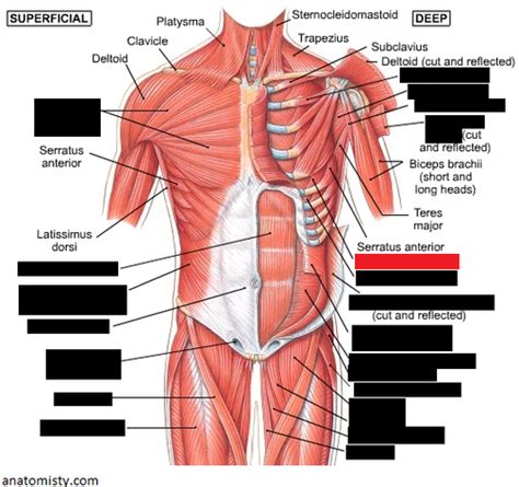 Muscles of the Chest and Abdomen Flashcards | Quizlet