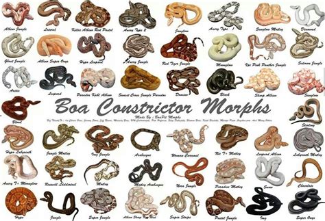 Boa morphs | Boas | Ball python, Ball python morphs, Red tail boa