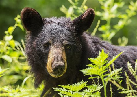 Black Bear Sightings Increasing in Ohio - Scioto Post