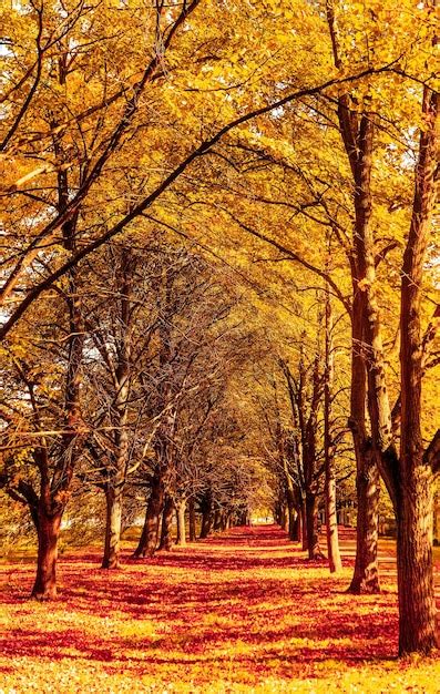 Premium Photo | Beautiful autumn landscape background vintage nature ...