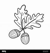 Two acorns Isolated On White Background Autumn oak Seeds Simple Hand  sketch template