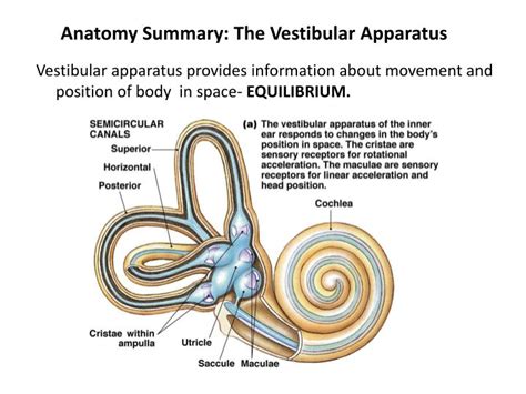 PPT - Vestibular System PowerPoint Presentation - ID:2378670