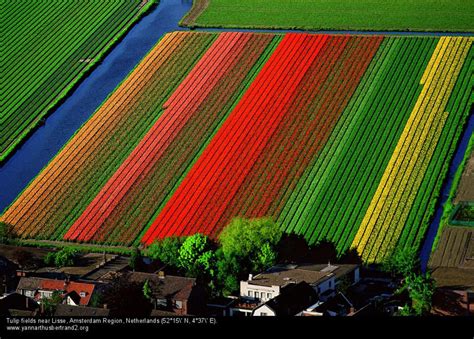 Dutch Tulips - Dusky's Wonders