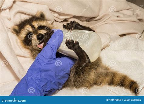 Feeding a Baby Raccoon stock photo. Image of adorable - 121970052