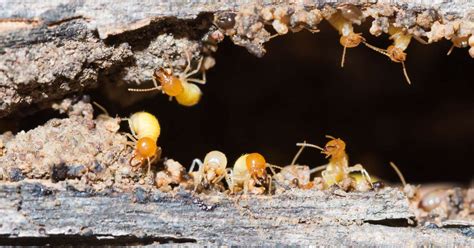 8 Signs You Might Have Termites (White Ants) | Cure All