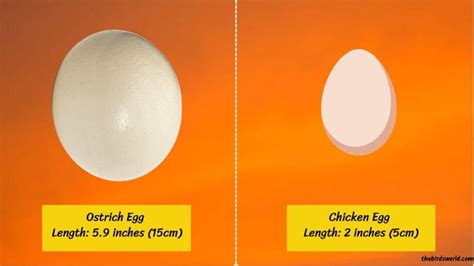 Ostrich Egg Size: Compared With Emu, Chicken & Other Bird