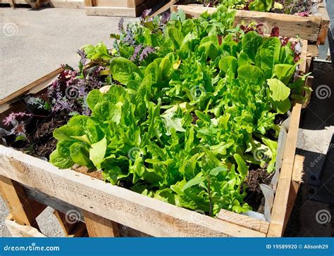 Lettuce seedlings stock photo. Image of gardening, healthy - 19589920