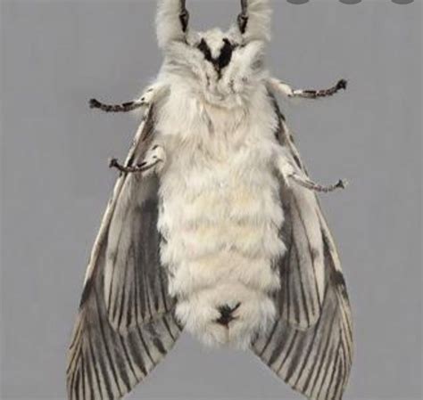 Fluffy moths | Cute moth, Moth drawing, Silkworm moth