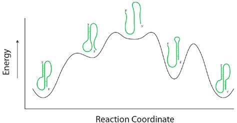 RNA Folding pathways. A RNA (green) can achieve a lowest energy fold... | Download Scientific ...