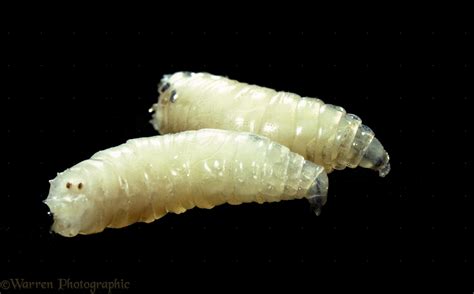 Bluebottle larvae on black background photo WP06918