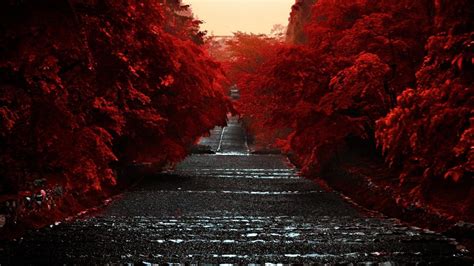 Road Between Red Autumn Trees HD Dark Aesthetic Wallpapers | HD Wallpapers | ID #45575