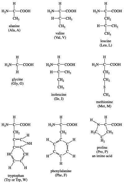 Why are hydrophobic amino acids located in the interior - printinglasopa