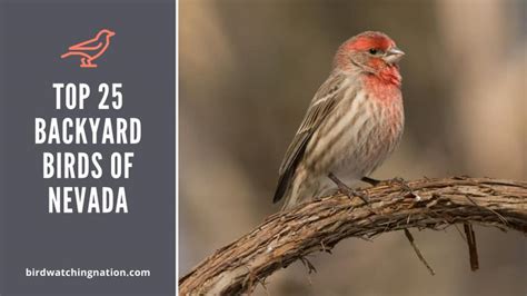 Top 25 Backyard Birds Of Nevada: What Species You Can Expect To See In ...