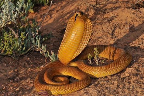 Cape Cobra Facts and New Pictures-Images | The Wildlife | Beautiful snakes, Reptiles and ...