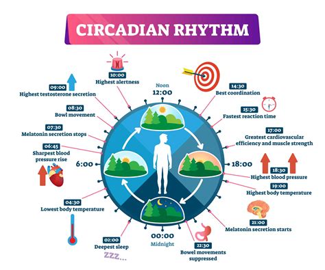 What is Circadian Rhythm? - Disorders, Symptoms, Health Effects