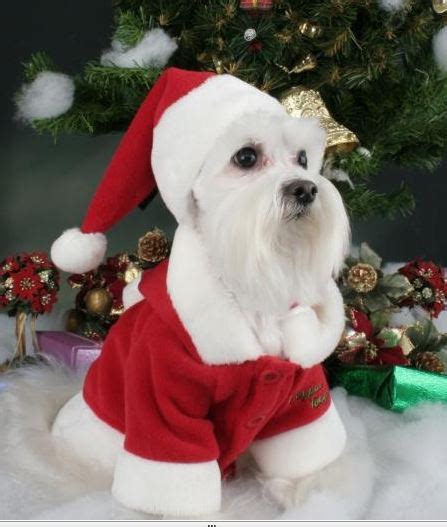 Gorro de Navidad para perros, Navidad 2010