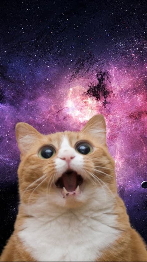 BONGO CATがキーボードでHEJ MONIKAをプレイ！ 宇宙猫、猫遊び、猫、ボンゴ猫ミーム 高画質の壁紙 | Pxfuel