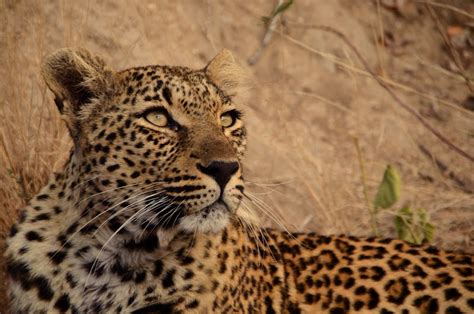 Girl with a Nikon Photography: Africa- Big Cats