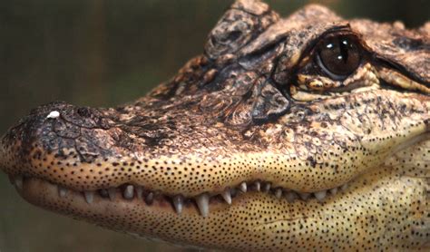 Free photo: Close-up of Crocodile - Portrait, Wood, Wildlife - Free Download - Jooinn