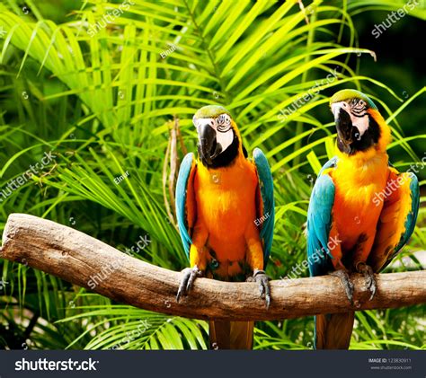 Colourful Parrot Bird Sitting On Perch Stock Photo 123830911 - Shutterstock