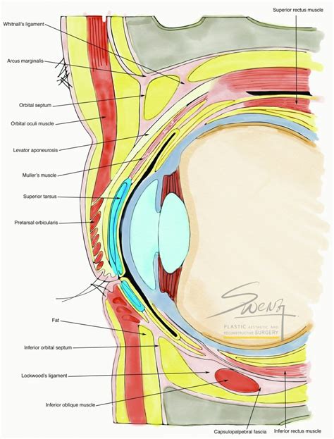 Eye Cross Section - Droopy Eyelid - Blepharoplasty - Ptosis Correction