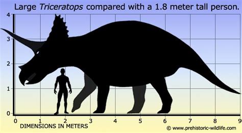 Triceratops | Prehistoric wildlife, Prehistoric animals, Prehistoric creatures