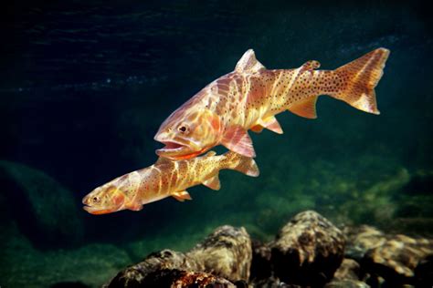 Photography: Yellowstone and its Cutthroat Trout | Hatch Magazine - Fly Fishing, etc ...