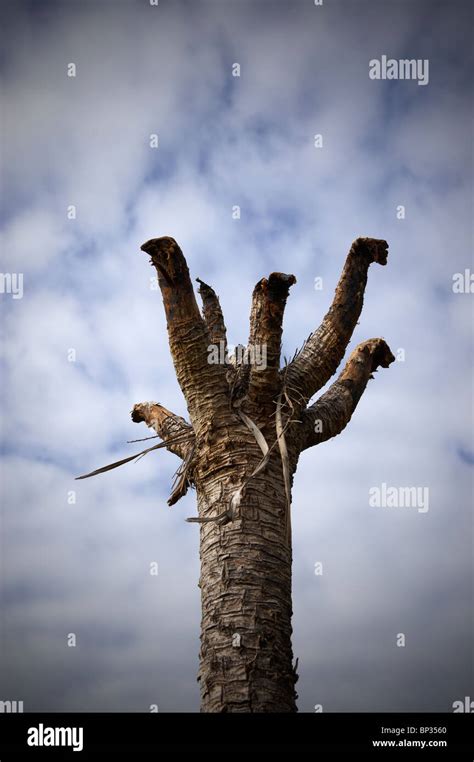 Dead palm tree Stock Photo - Alamy