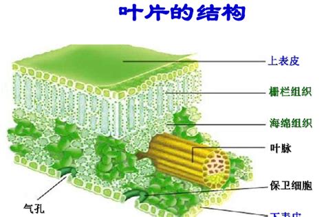 叶片结构(由表皮、叶肉、叶脉组成)_搜狗百科