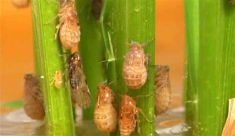 Brown Planthoppers Damaged Over 10, 000 Hectares Rice Plantation