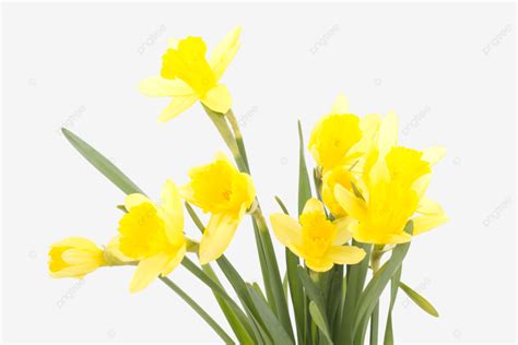 Narcissus Pseudonarcissus Symbol Mother S, Narcissus Pseudonarcissus ...